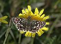 5728_Aardbeivlinder_Bargerveen (Dr) - 23 mei